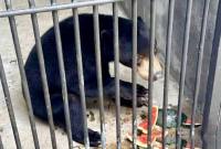 Seekor beruang madu menyantap pakan yang diberikan petugas di dalam kandang sebelum dilulintaskan ke luar daerah di Pelabuhan Trisakti Banjarmasin, Kalimantan Selatan. (Foto: Dok BKSDA Kalteng)