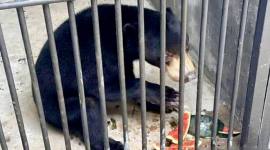 Seekor beruang madu menyantap pakan yang diberikan petugas di dalam kandang sebelum dilulintaskan ke luar daerah di Pelabuhan Trisakti Banjarmasin, Kalimantan Selatan. (Foto: Dok BKSDA Kalteng)