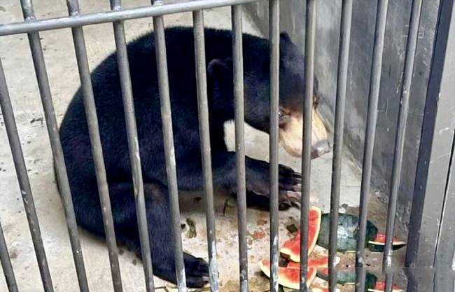Seekor beruang madu menyantap pakan yang diberikan petugas di dalam kandang sebelum dilulintaskan ke luar daerah di Pelabuhan Trisakti Banjarmasin, Kalimantan Selatan. (Foto: Dok BKSDA Kalteng)