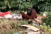 Sam (20), orang utan yang tertangkap tengah makan sampah. (Foto: Istimewa)
