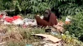 Sam (20), orang utan yang tertangkap tengah makan sampah. (Foto: Istimewa)
