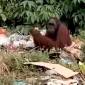 Sam (20), orang utan yang tertangkap tengah makan sampah. (Foto: Istimewa)
