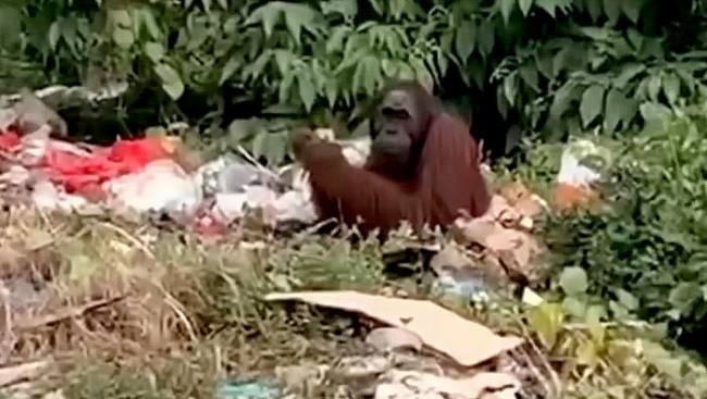 Sam (20), orang utan yang tertangkap tengah makan sampah. (Foto: Istimewa)
