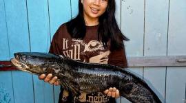 Semringah wajah anak Labo menggendong ikan gabus yang dibeli dari Pasar Inai, Malinau. (Foto: Dokumentasi Pribadi Labo)