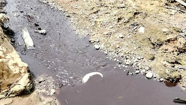 Sungai Tujung di Desa Tujung, Sembakung, Nunukan, Kaltara diduga tercemar, ada ikan mati akibat pencemaran limbah. (Foto: Istimewa)