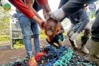 Bayi orangutan yang berhasil dievakuasi oleh tenaga medis YIARI di salah satu kebun sawit di Kabupaten Ketapang, Kalimantan Barat. (Foto: Dok YIARI)