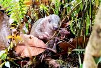 Pelepasliaran seekor anak trenggiling hasil temuan warga di Kotawaringin Timur, Kalteng, Kamis sore (12/2/2026). (Foto: Dok BKSDA Sampit)
