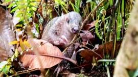 Pelepasliaran seekor anak trenggiling hasil temuan warga di Kotawaringin Timur, Kalteng, Kamis sore (12/2/2026). (Foto: Dok BKSDA Sampit)
