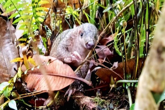Pelepasliaran seekor anak trenggiling hasil temuan warga di Kotawaringin Timur, Kalteng, Kamis sore (12/2/2026). (Foto: Dok BKSDA Sampit)
