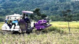 Sejumlah petani panen padi dengan menggunakan alat mesin pertanian combine harvester di Desa Panggung Baru, Kecamatan Pelaihari, Kabupaten Tanah Laut, Kalimantan Selatan, Rabu (13/8/2025). (Foto: Dok Antara)