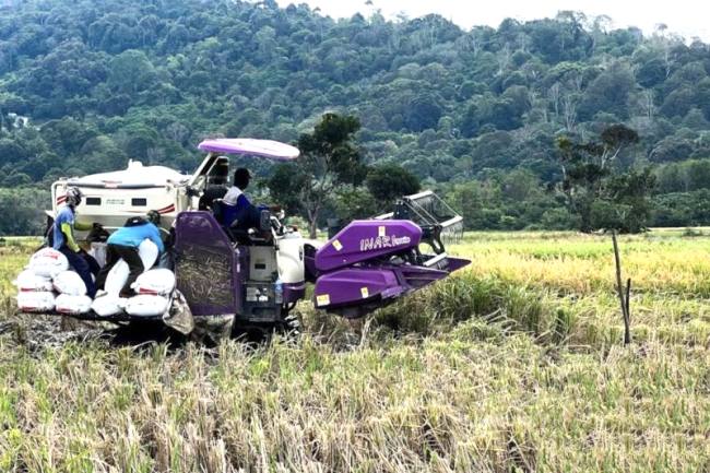 Sejumlah petani panen padi dengan menggunakan alat mesin pertanian combine harvester di Desa Panggung Baru, Kecamatan Pelaihari, Kabupaten Tanah Laut, Kalimantan Selatan, Rabu (13/8/2025). (Foto: Dok Antara)