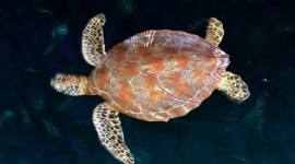 Penyu di Kepulauan Derawan, Kabupaten Berau, Kalimantan Timur. (Dok YKAN)