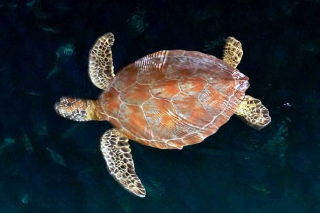 Penyu di Kepulauan Derawan, Kabupaten Berau, Kalimantan Timur. (Dok YKAN)