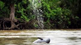 Tampak dua pesut Mahakam (Orcaella brevirostris) berenan​​​​​​​g. (Foto: Dok Stanislav Lhota)