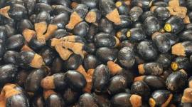 Dabai, buah hutan khas Kalbar. (Foto: Istimewa)