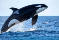 Foto Ilustrasi paus orca. (Freepik.com)