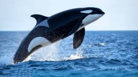 Foto Ilustrasi paus orca. (Freepik.com)