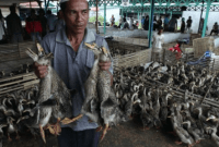 Pasar itik Alabio Kabupaten Hulu Sungai Utara Kalimantan Selatan. Pemprov Kalsel berhasil meningkatkan populasi Itik Alabio hingga mencapai 3,3 juta ekor. (Foto: Dok Antara)