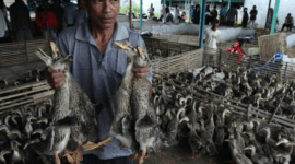Pasar itik Alabio Kabupaten Hulu Sungai Utara Kalimantan Selatan. Pemprov Kalsel berhasil meningkatkan populasi Itik Alabio hingga mencapai 3,3 juta ekor. (Foto: Dok Antara)