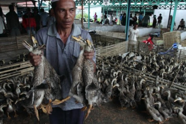 Pasar itik Alabio Kabupaten Hulu Sungai Utara Kalimantan Selatan. Pemprov Kalsel berhasil meningkatkan populasi Itik Alabio hingga mencapai 3,3 juta ekor. (Foto: Dok Antara)