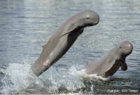 Pesut Mahakam (Orcaella brevirostris). (Foto: IDN Times)