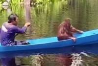 
Momen Timtom Si Orang Utan Sekolah. (Dok @bksda_kalteng)