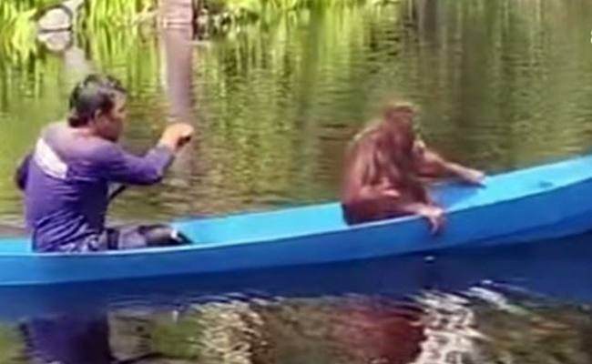 
Momen Timtom Si Orang Utan Sekolah. (Dok @bksda_kalteng)