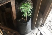 ILustrasi tanaman ganja