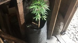 ILustrasi tanaman ganja