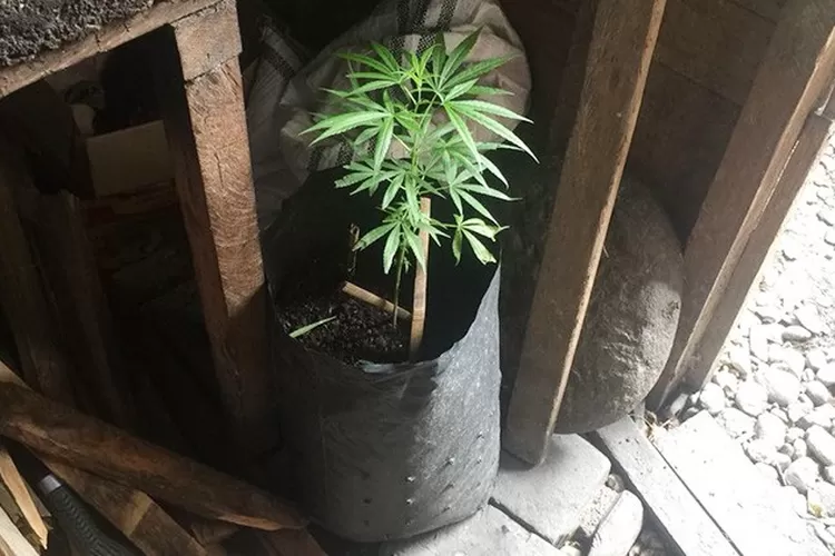 ILustrasi tanaman ganja