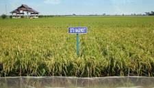 Kementerian Pertanian memperkuat pemanfaatan varietas padi adaptif guna menghadapi kemarau di 2026. (Dok Kementan)