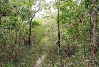 Salah satu kawasan hutan yang dikelola masyarakat di Kabupaten Penajam Paser Utara, Provinsi Kalimantan Timur. (Antara/Nyaman B Purwaniawan)