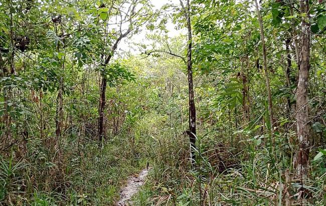 Salah satu kawasan hutan yang dikelola masyarakat di Kabupaten Penajam Paser Utara, Provinsi Kalimantan Timur. (Antara/Nyaman B Purwaniawan)