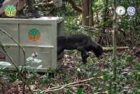 Tim gabungan Balai Konservasi Sumber Daya Alam Kalimantan Barat, Kesatuan Pengelola Hutan (KPH) Wilayah Ketapang Selatan, serta Yayasan Inisiasi Alam Rehabilitasi Indonesia (YIARI) melepaskan kembali seekor beruang madu jantan bernama Azim ke habitat alaminya di Hutan Lindung (HL) Gunung Tarak, Kalimantan Barat. (Dok YIARI Kalbar)