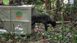 Tim gabungan Balai Konservasi Sumber Daya Alam Kalimantan Barat, Kesatuan Pengelola Hutan (KPH) Wilayah Ketapang Selatan, serta Yayasan Inisiasi Alam Rehabilitasi Indonesia (YIARI) melepaskan kembali seekor beruang madu jantan bernama Azim ke habitat alaminya di Hutan Lindung (HL) Gunung Tarak, Kalimantan Barat. (Dok YIARI Kalbar)