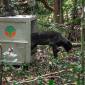 Tim gabungan Balai Konservasi Sumber Daya Alam Kalimantan Barat, Kesatuan Pengelola Hutan (KPH) Wilayah Ketapang Selatan, serta Yayasan Inisiasi Alam Rehabilitasi Indonesia (YIARI) melepaskan kembali seekor beruang madu jantan bernama Azim ke habitat alaminya di Hutan Lindung (HL) Gunung Tarak, Kalimantan Barat. (Dok YIARI Kalbar)