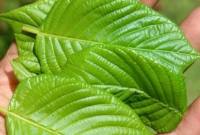 Daun Kratom di Kalimantan Utara. (Foto: detikKalimantan/Oktavian Balang)