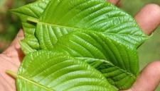 Daun Kratom di Kalimantan Utara. (Foto: detikKalimantan/Oktavian Balang)