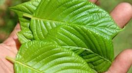 Daun Kratom di Kalimantan Utara. (Foto: detikKalimantan/Oktavian Balang)