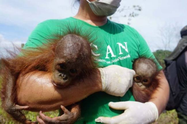 Anggota Conservation Action Network (CAN) menggendong bayi kembar orangutan yang diselamatkan dari hutan terdegradasi untuk dipindahkan ke HCV perushaan perkebunan di Bengalon, Kutai Timur. (BKSDA Kaltim)