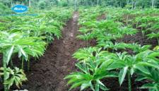 Foto ilustrasi - Tanaman Porang akan dikembang DPKP Kalsel seluas 127 hektare. (Foto: Istimewa)