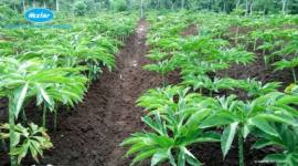 Foto ilustrasi - Tanaman Porang akan dikembang DPKP Kalsel seluas 127 hektare. (Foto: Istimewa)