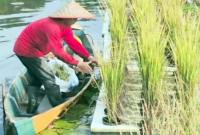 Petani saat melakukan pemanenan padi apung di lahan rawa lebak pada Instalasi Pengujian dan Penerapan Modernisasi Pertanian (IP2MP) Banjarbaru. (Foto: Antara)