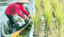 Petani saat melakukan pemanenan padi apung di lahan rawa lebak pada Instalasi Pengujian dan Penerapan Modernisasi Pertanian (IP2MP) Banjarbaru. (Foto: Antara)