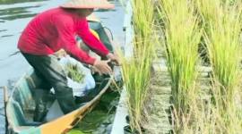 Petani saat melakukan pemanenan padi apung di lahan rawa lebak pada Instalasi Pengujian dan Penerapan Modernisasi Pertanian (IP2MP) Banjarbaru. (Foto: Antara)