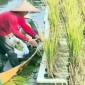 Petani saat melakukan pemanenan padi apung di lahan rawa lebak pada Instalasi Pengujian dan Penerapan Modernisasi Pertanian (IP2MP) Banjarbaru. (Foto: Antara)