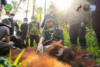 BKSDA Kalimantan Barat bersama YIARI berhasil mentranslokasikan satu individu orang utan dari Dusun Pemangkat Jaya, Desa Pemangkat, Kecamatan Simpang Hilir, Kabupaten Kayong Utara sebagai upaya mengurangi konflik antara manusia dan satwa liar. (Foto: YIARI)