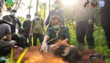 BKSDA Kalimantan Barat bersama YIARI berhasil mentranslokasikan satu individu orang utan dari Dusun Pemangkat Jaya, Desa Pemangkat, Kecamatan Simpang Hilir, Kabupaten Kayong Utara sebagai upaya mengurangi konflik antara manusia dan satwa liar. (Foto: YIARI)