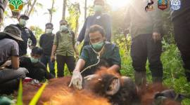 BKSDA Kalimantan Barat bersama YIARI berhasil mentranslokasikan satu individu orang utan dari Dusun Pemangkat Jaya, Desa Pemangkat, Kecamatan Simpang Hilir, Kabupaten Kayong Utara sebagai upaya mengurangi konflik antara manusia dan satwa liar. (Foto: YIARI)