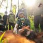 BKSDA Kalimantan Barat bersama YIARI berhasil mentranslokasikan satu individu orang utan dari Dusun Pemangkat Jaya, Desa Pemangkat, Kecamatan Simpang Hilir, Kabupaten Kayong Utara sebagai upaya mengurangi konflik antara manusia dan satwa liar. (Foto: YIARI)